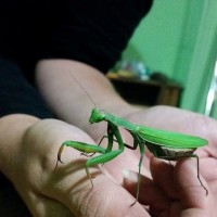 Mantis religiosa 0.1.0