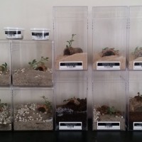 My scorpion enclosures