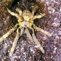 Haplopelma hainanum