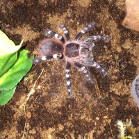 Freshly molted A. geniculala 2 inches