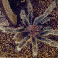 Grammostola rosea