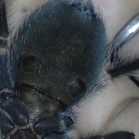 B. Smithi