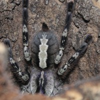 Poecilotheria vittata