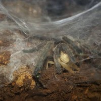 M. balfouri