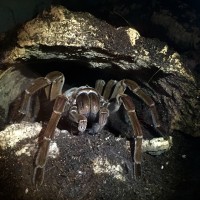 Theraphosa stirmi adult female