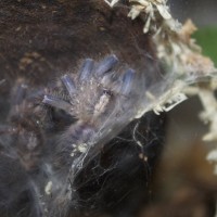 P. Metallica #1 freshly molted