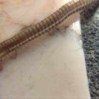 Unidentified millipede