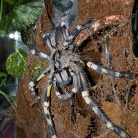 Poecilotheria fasciata (Sri Lankan Ornamental)