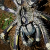 Poecilotheria fasciata (Sri Lankan Ornamental)