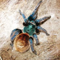 Chromatopelma cyaneopubescens