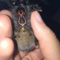 Brachypelma Albopilosum