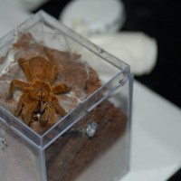 OBT Feeding