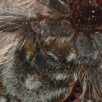 Brachypelma albopilosum - 3"