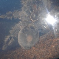 B. albopilosum female?