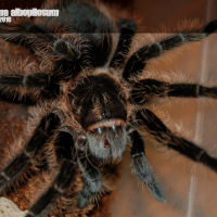 0.0.1 Brachypelma albopilosum