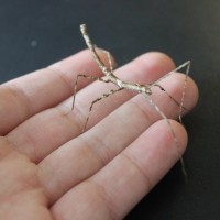 Parapachymorpha zomproi (Thailand Beauty Stick Insect) L5