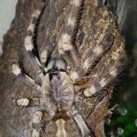 Poecilotheria formosa (Salem Ornamental)