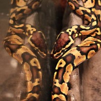 Pastel Ball Python baby (Python regius)