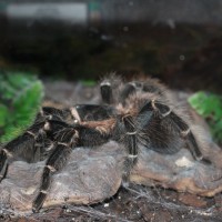 Lasiodora parahybana