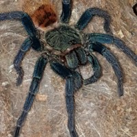 Chromatopelma cyaneopubescens