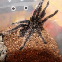 MM Brachypelma albopilosum