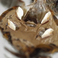 Chromatopelma cyaneopubescens - 4"