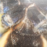 A different Chromatopelma cyaneopubescens than the moult photo - 4"