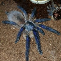 Monocentropus balfouri (Socotra Island Blue Baboon)