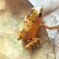 Oophaga pumilio [Cemetery] 'Bastimentos' female