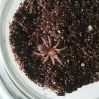 G. rosea 'red'  sling 3/4"