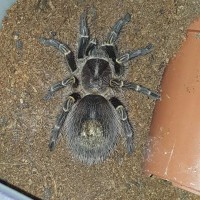 Grammostola pulchripes