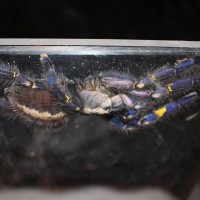 Poecilotheria Metallica