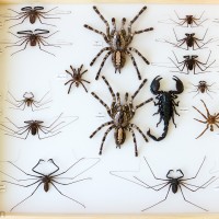A box with some prepared arachnid molts