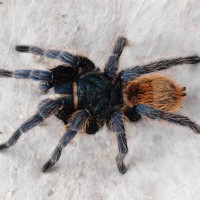 Chromatopelma cyaneopubescens