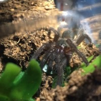 Chilobrachys sp. electric blue (4-27-2016)