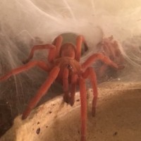 Orphnaecus philippinus (3-10-2016)