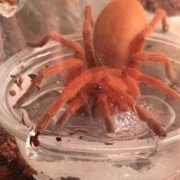 Orphnaecus philippinus (5-5-2016)