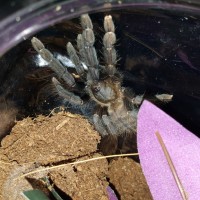 Lampropelma sp. Borneo black