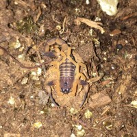 Babycurus gigas (4-23-2016)