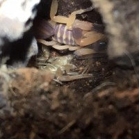 Babycurus gigas (5-15-2016)