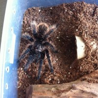 Brachypelma albopilosum