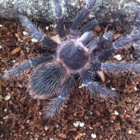 Lasiodora parahybana juvenile