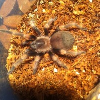 Brachypelma Smithi sling