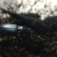 Carabid beetle