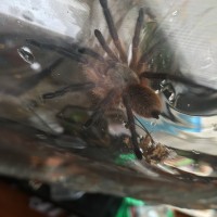 My M. Balfouri