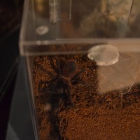 Pterinopelma Sazimai 8 months old