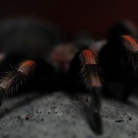 Brachypelma Smithi