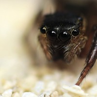 Jumping Spider