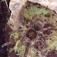 Theraphosa sp.?