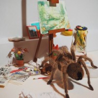 Artistic Spider